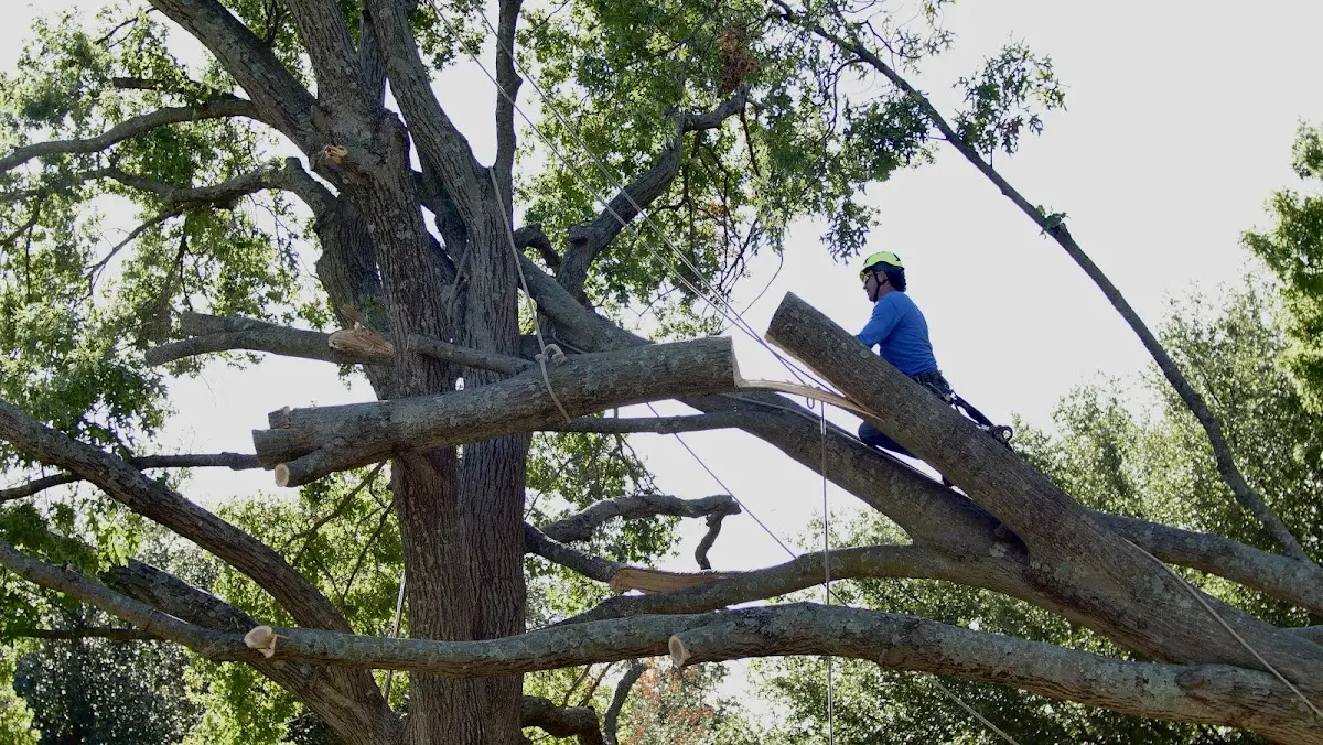 Professional Hazardous Tree Removal performed by certified arborists in Bramwell